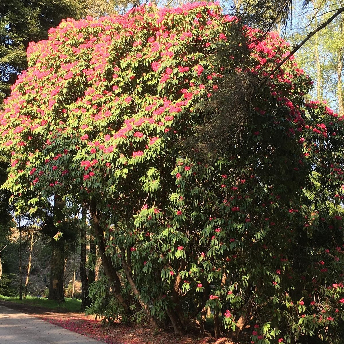 National Botanic Gardens, Kilmacurragh (County Wicklow) - All You Need ...