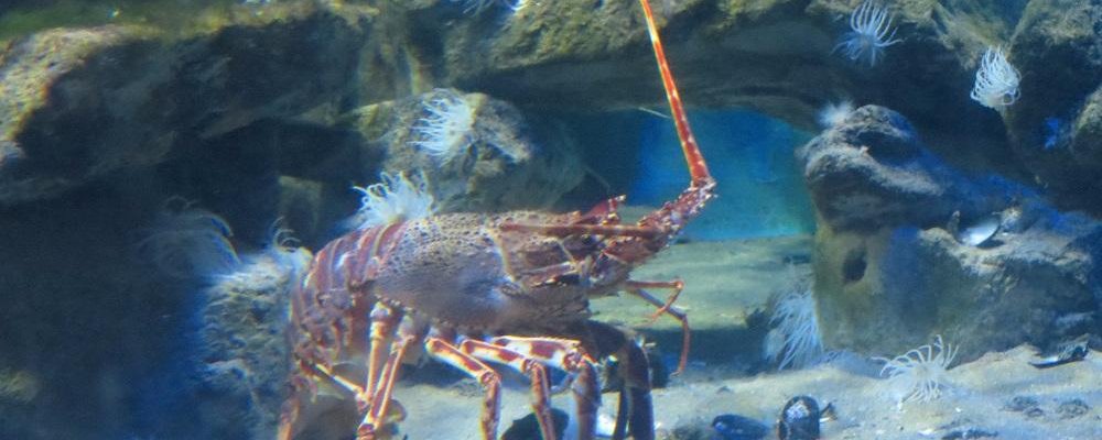 Lobster as it should be