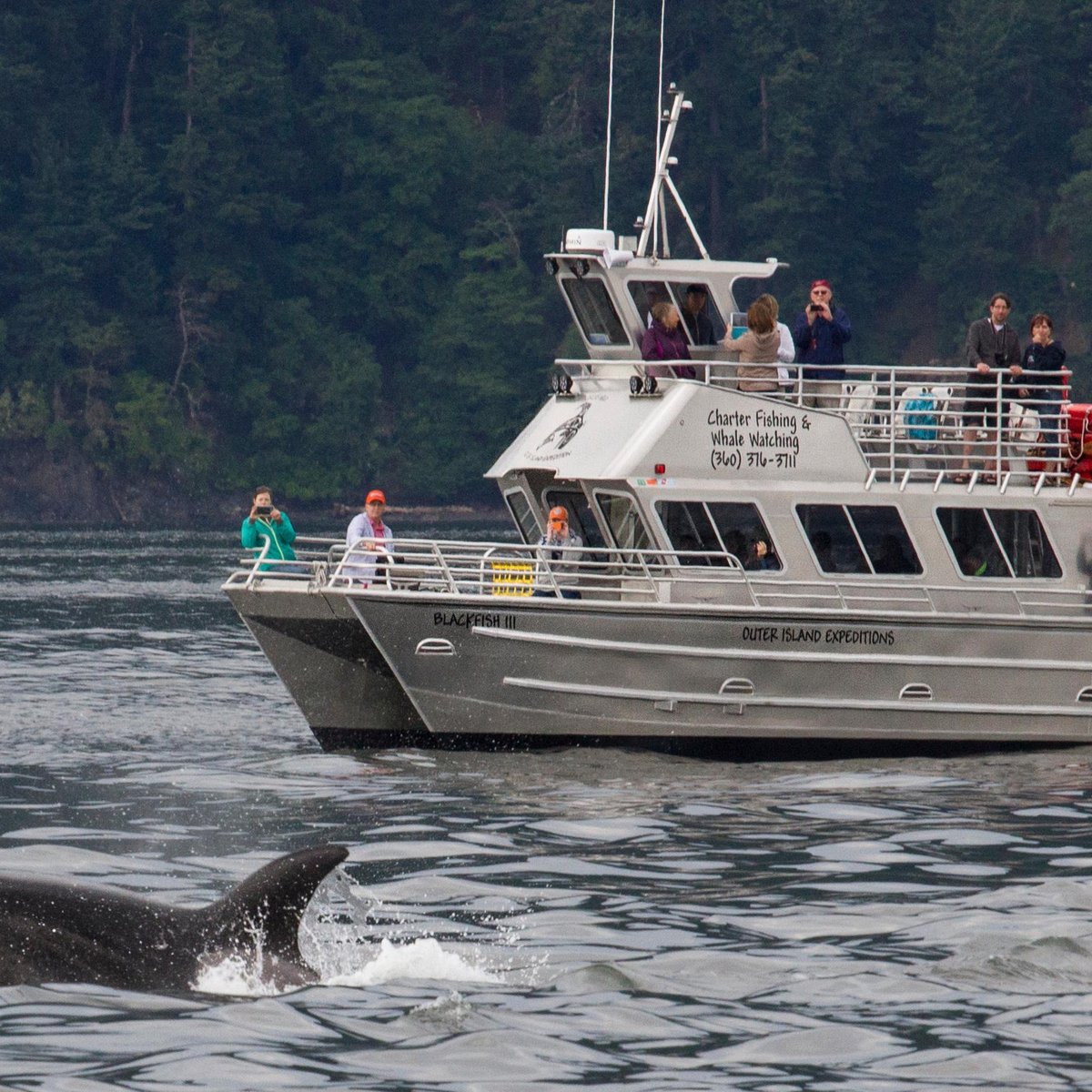 Lopez Island Whale Watching By Outer Island Expeditions - All You Need 