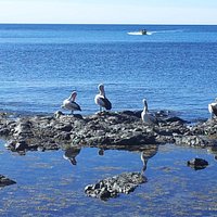 Pelicans sunny themselves
