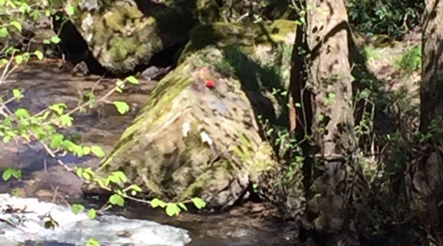 Naturaleza