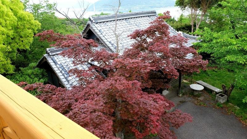 展望台横のお堂の楓が綺麗です。