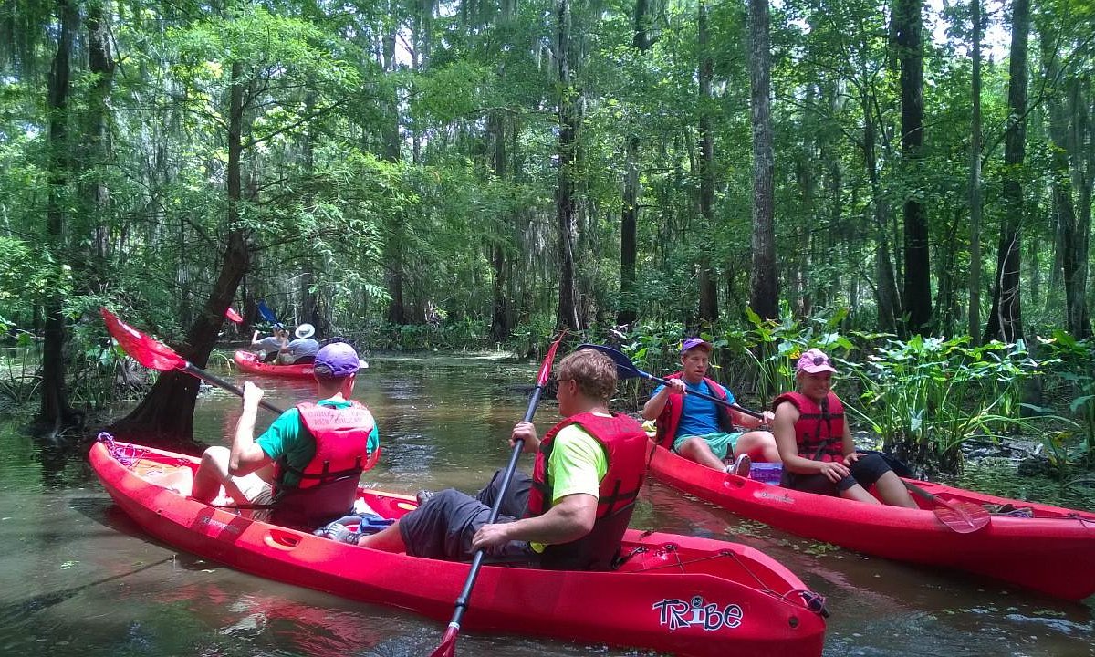 swamp tours mandeville la