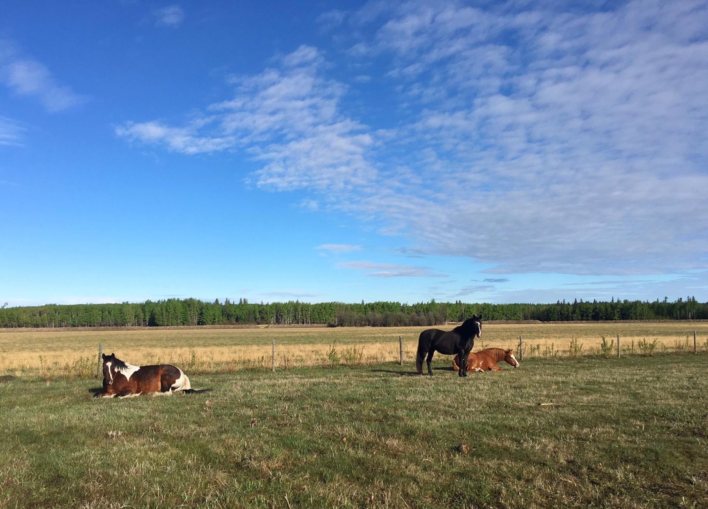 SUNSET RANCH B&B (Dawson Creek, Canadá) opiniones