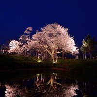 ライトアップされた桜はみごとです。