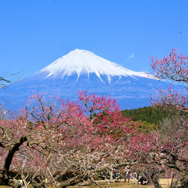 MOUNT FUJI CHILDREN'S WORLD - What to Know BEFORE You Go