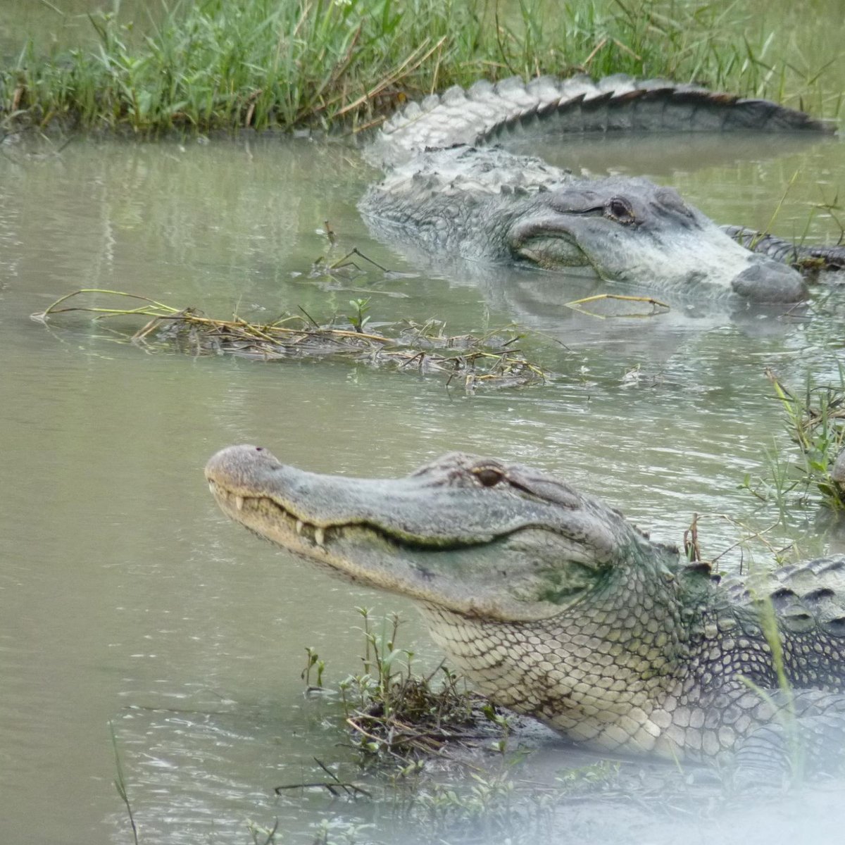 GATOR COUNTRY (Beaumont) - 2023 Qué SABER antes de ir