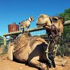 Camel_Watcher