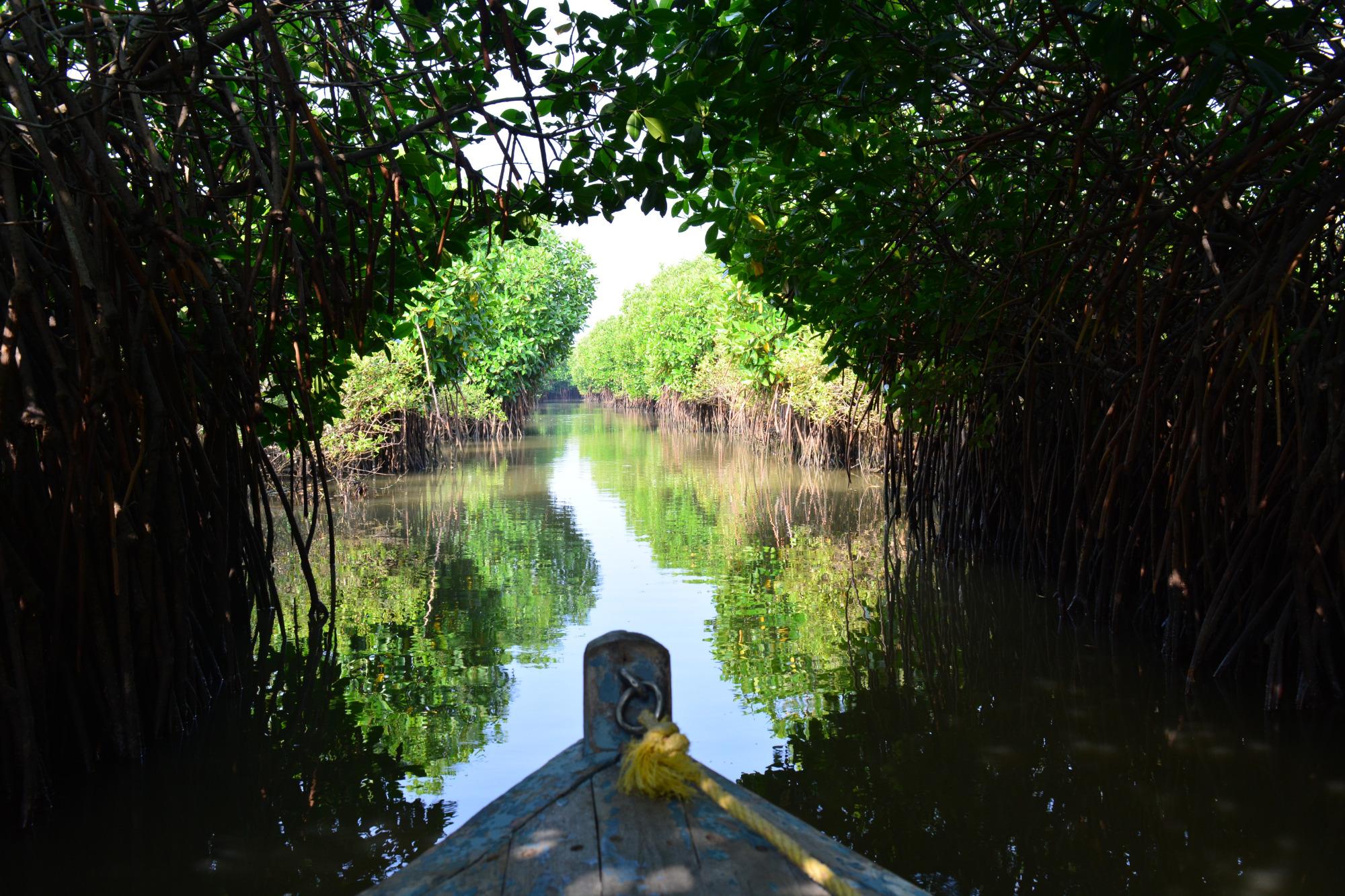 Pichavaram Mangrove Forest (Chidambaram) - All You Need to Know BEFORE You  Go (with Photos) - Tripadvisor