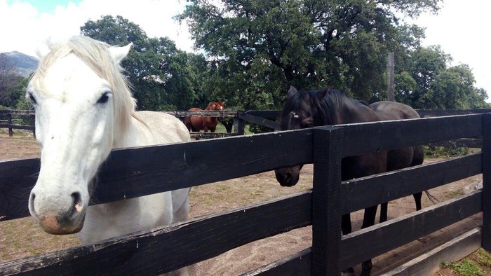 Imagen 9 de Lantero Horse & Lodge