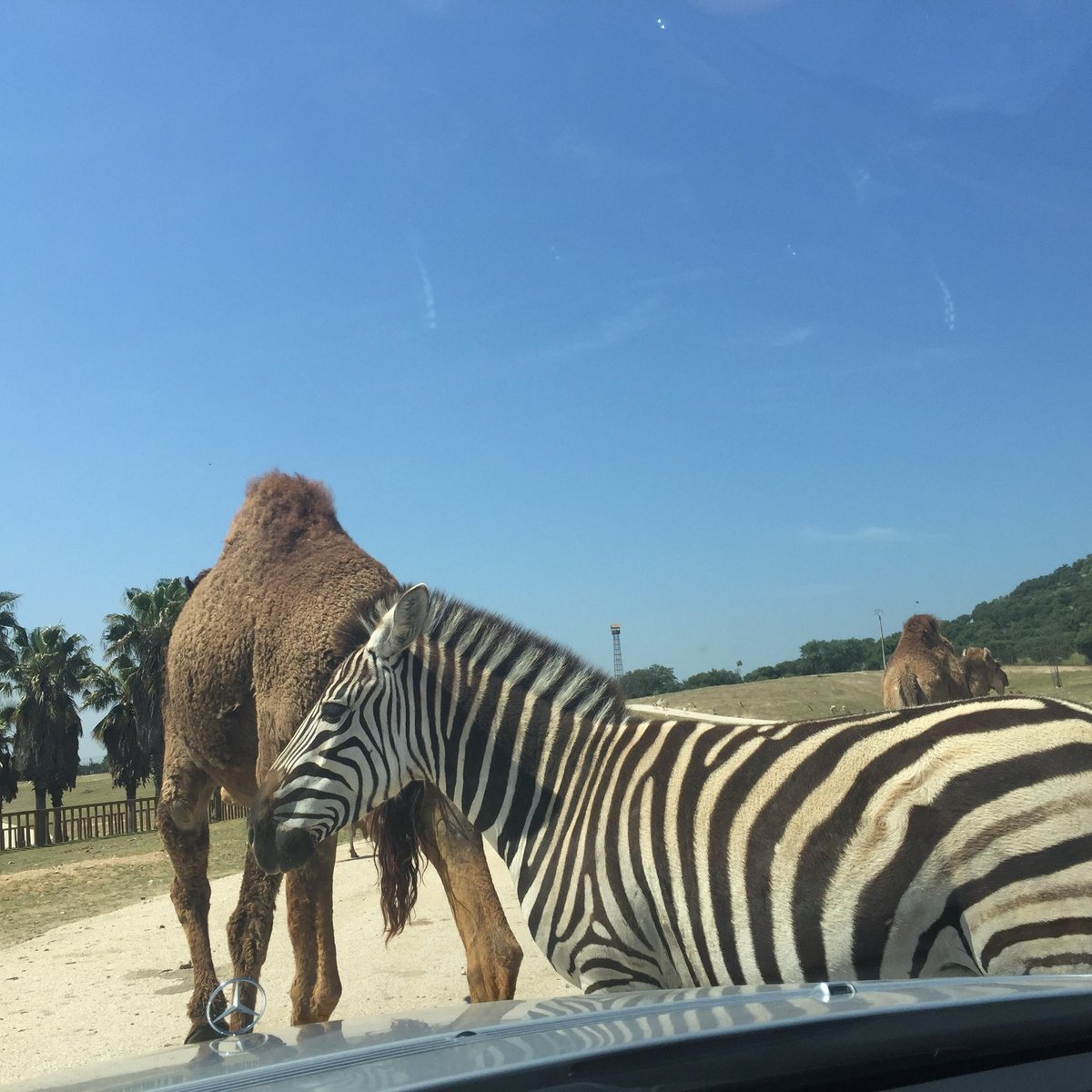 Safari de Madrid, Мадрид: лучшие советы перед посещением - Tripadvisor