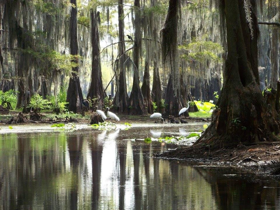 Caddo Lake Tour Co. (Uncertain) - All You Need to Know BEFORE You Go