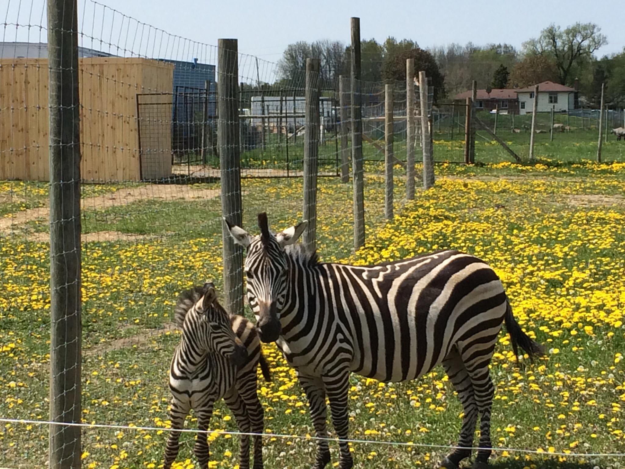 Elmvale Jungle Zoo Aktuell F R 2022 Lohnt Es Sich Mit Fotos   Photo1jpg 