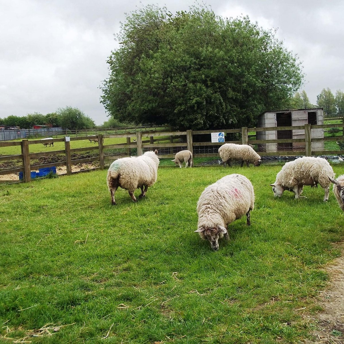 Farm community. East Hull.