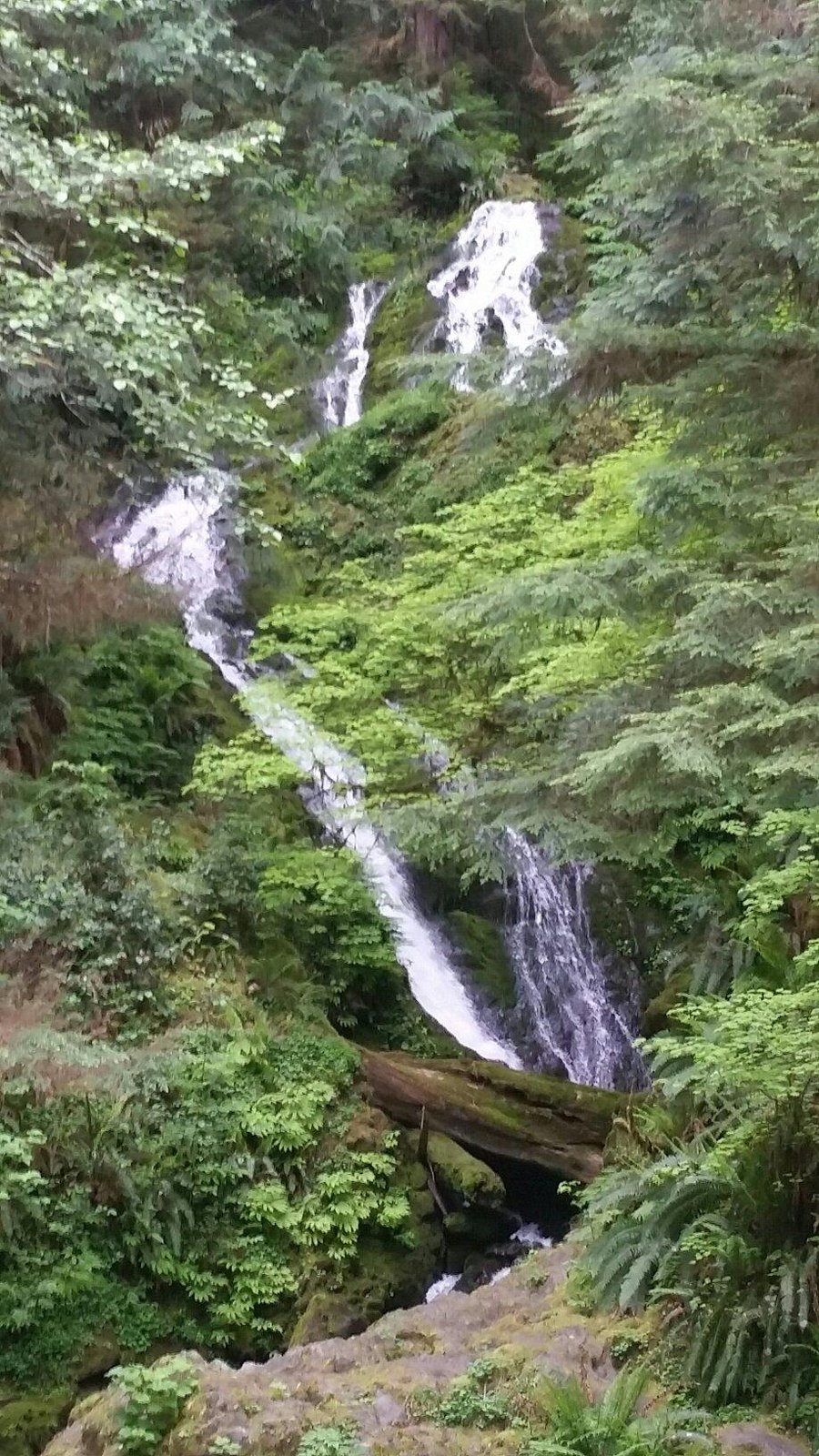 2022 O Que Fazer Em Olympic National Park Os 10 Melhores Pontos Turísticos Tripadvisor 3936