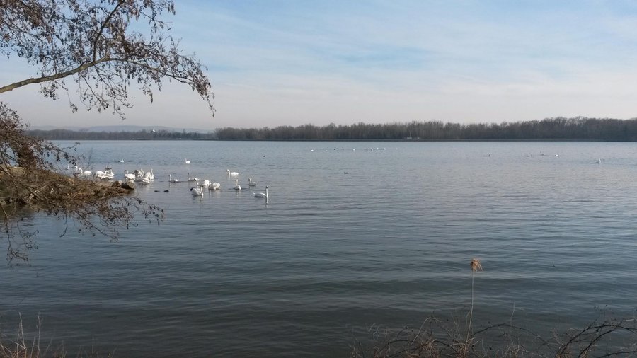 Vue sur le Plan d'Eau de Plobsheim