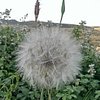 Bliss_15