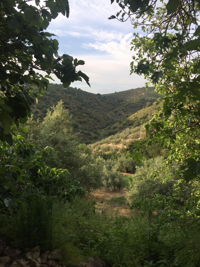 Imagen 8 de Cortijo Las Rosas