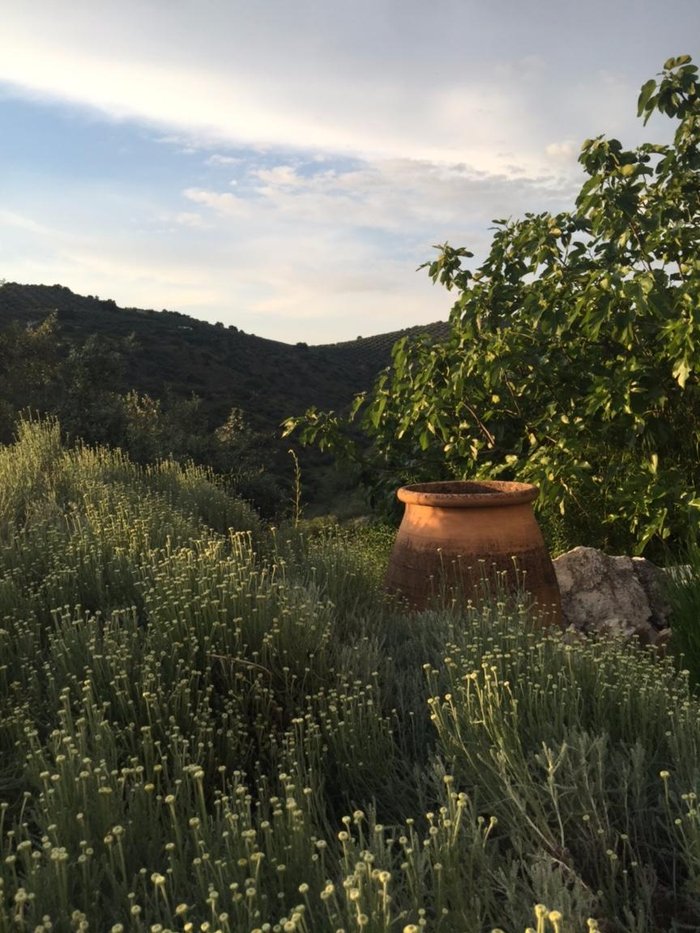 Imagen 7 de Cortijo Las Rosas