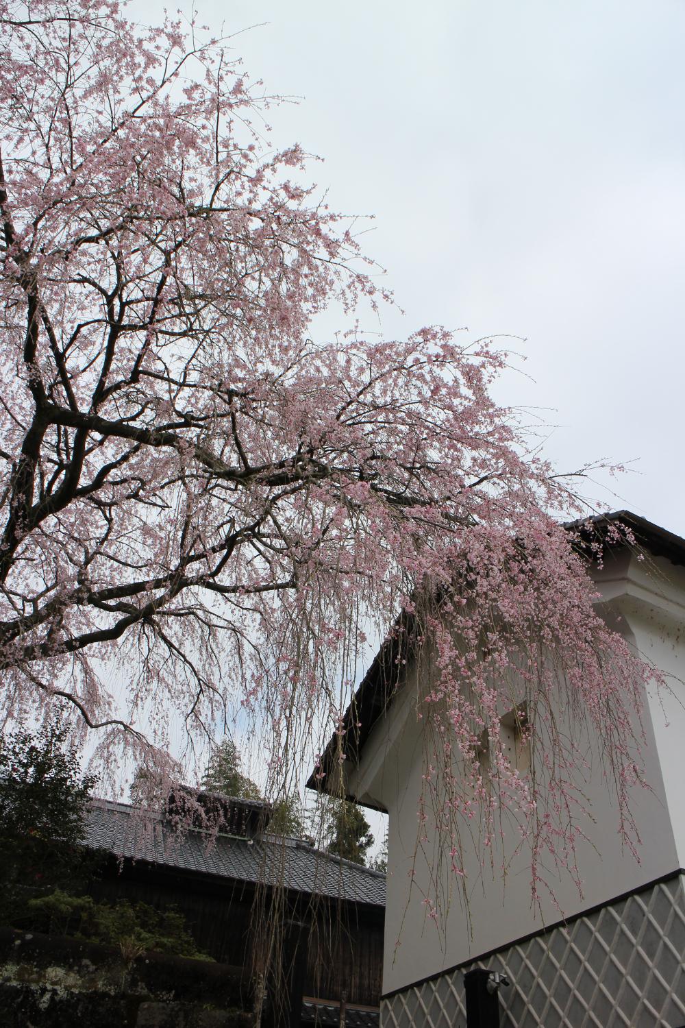 2024年 宮城の里 しだれ桜 - 出発前に知っておくべきことすべて - トリップアドバイザー