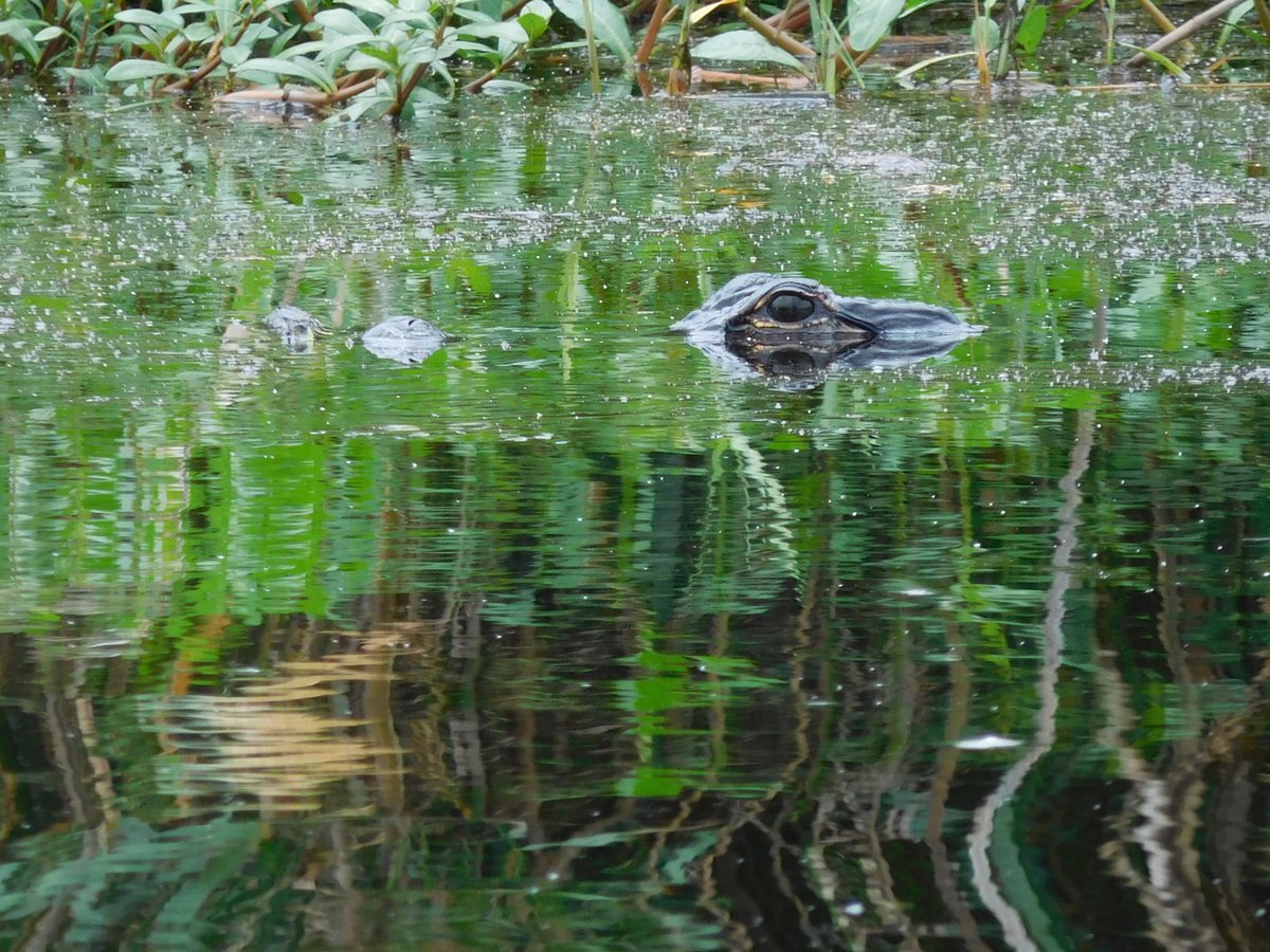 Kayak Swamp Tours (Mandeville) All You Need to Know BEFORE You Go