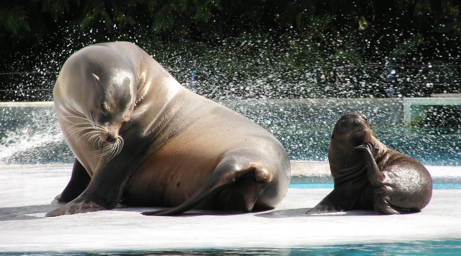 Otaries de Californie