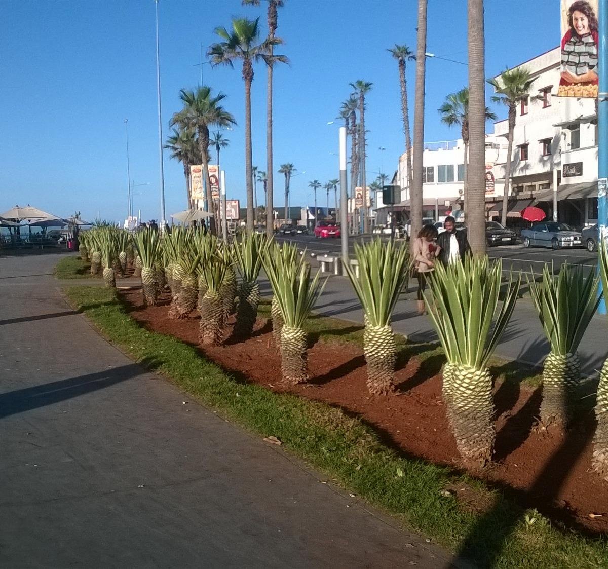 The Corniche, Касабланка: лучшие советы перед посещением - Tripadvisor