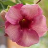 Beate H