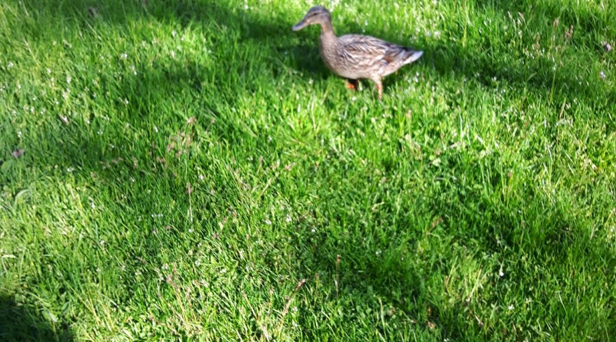 Wildlife