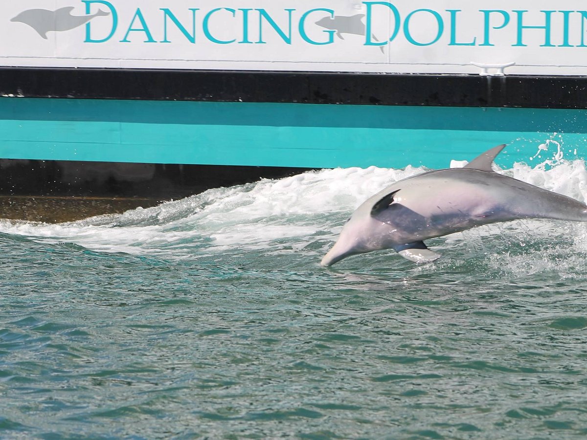 mandurah cruises dancing dolphin