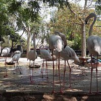 פלמינגו בחי בר