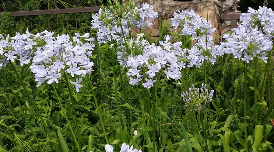Our lovely garden