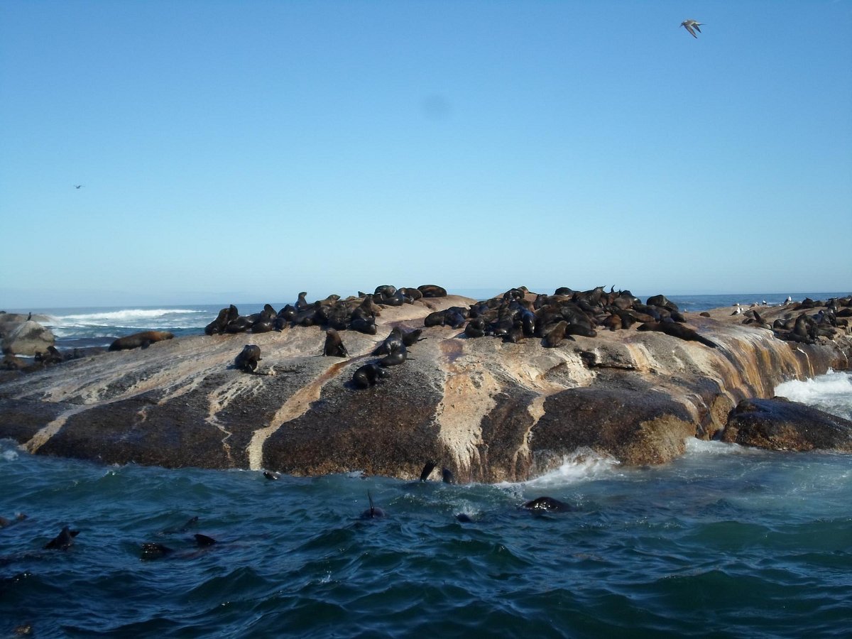 Duiker Island (Hout Bay, Nam Phi) - Đánh giá - Tripadvisor