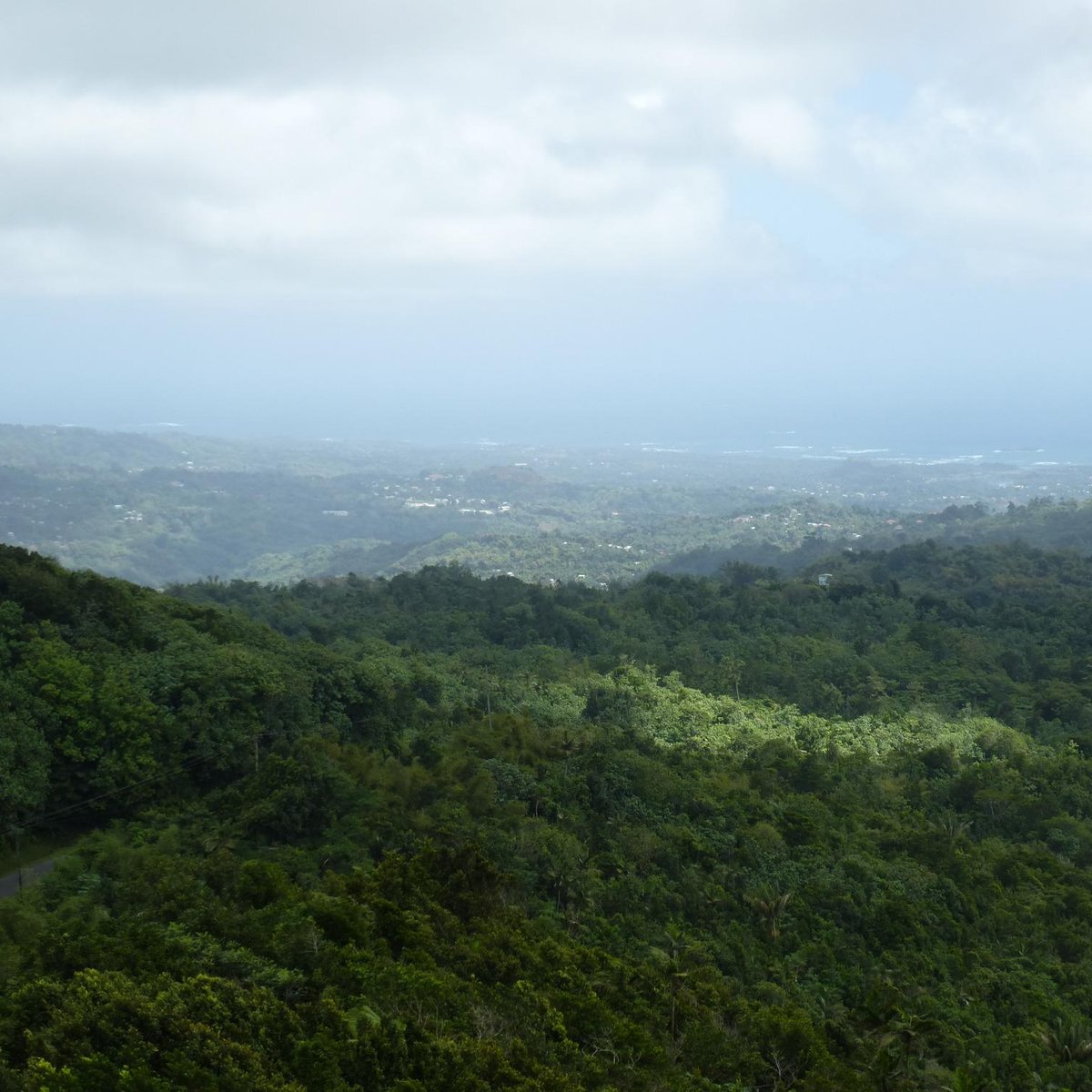 Morne LaBaye Trail - Grand Etang National Park - Morne LaBaye Trail의 리뷰 - 트립어드바이저