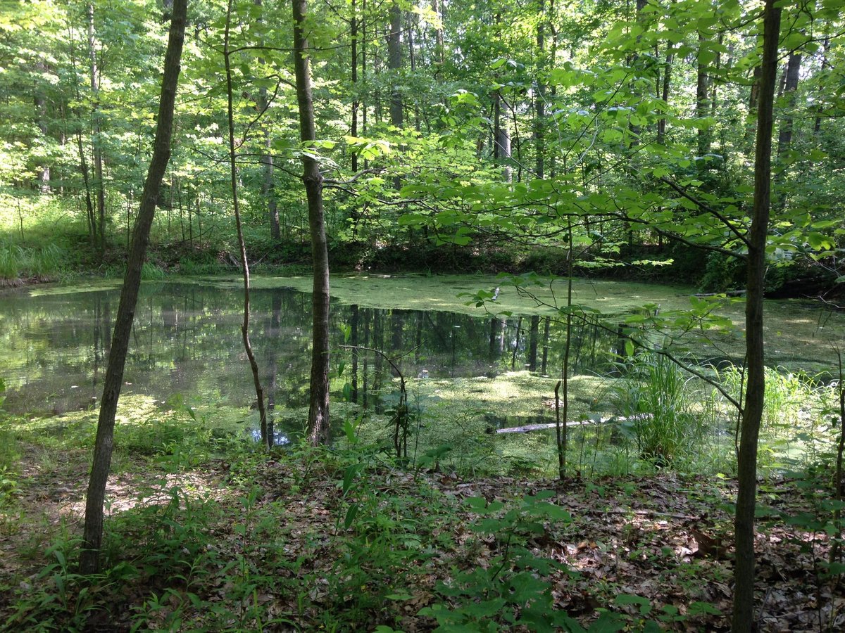 Escape To Serenity: Unlocking The Treasures Of Monroe State Forest