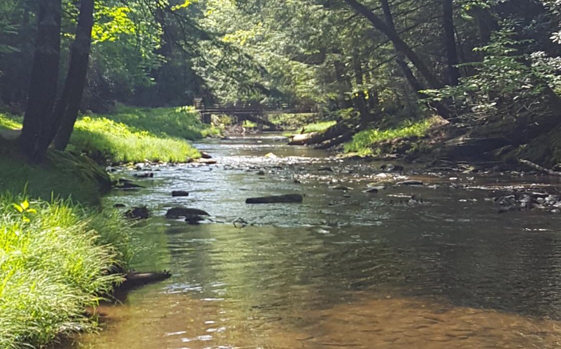 Cook Forest State Park (2025) - All You Need to Know BEFORE You Go (with Reviews)