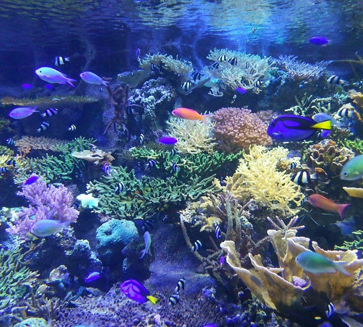 Port of Nagoya Public Aquarium (Nhật Bản) - Đánh giá - Tripadvisor