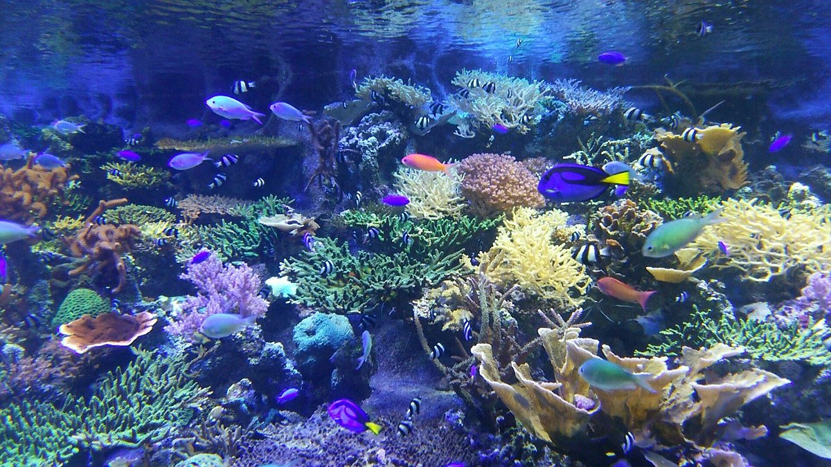 PORT OF NAGOYA PUBLIC AQUARIUM - All You Need to Know BEFORE You Go