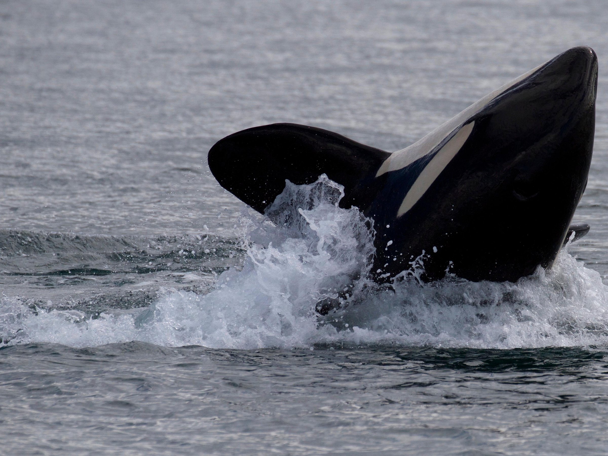 FIVE STAR WHALE WATCHING (Victoria) - 2022 Qué saber antes de ir - Lo