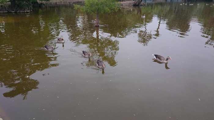 Imagen 8 de Gran Lago del Parque de la Ciudadela