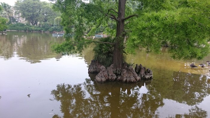 Imagen 7 de Gran Lago del Parque de la Ciudadela