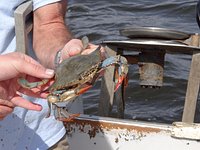 OBX Crabbing and Shrimping Charters - All You Need to Know BEFORE You Go  (2024)