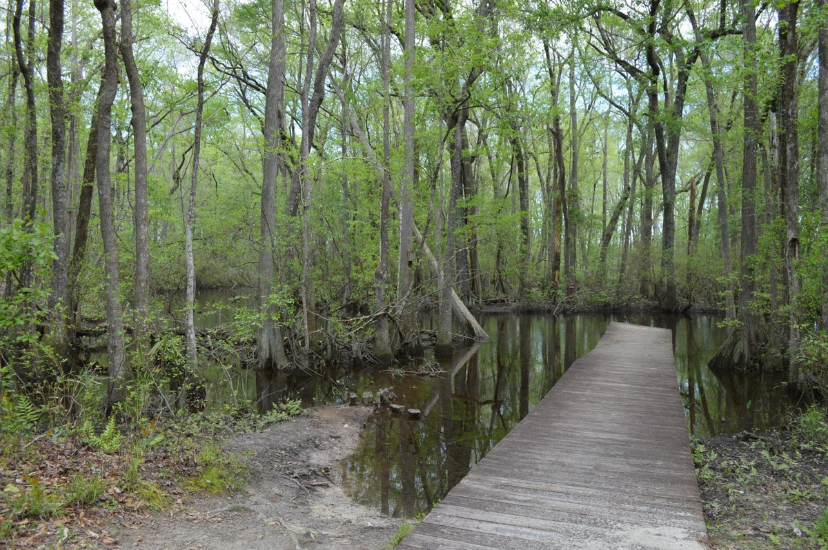 Escape to Aiken State Park: South Carolina's Hidden Gem