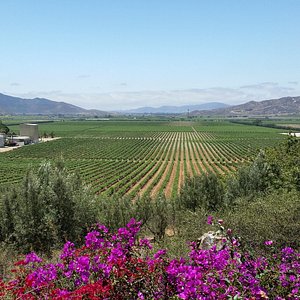 Vinos Lechuza  Valle de Guadalupe