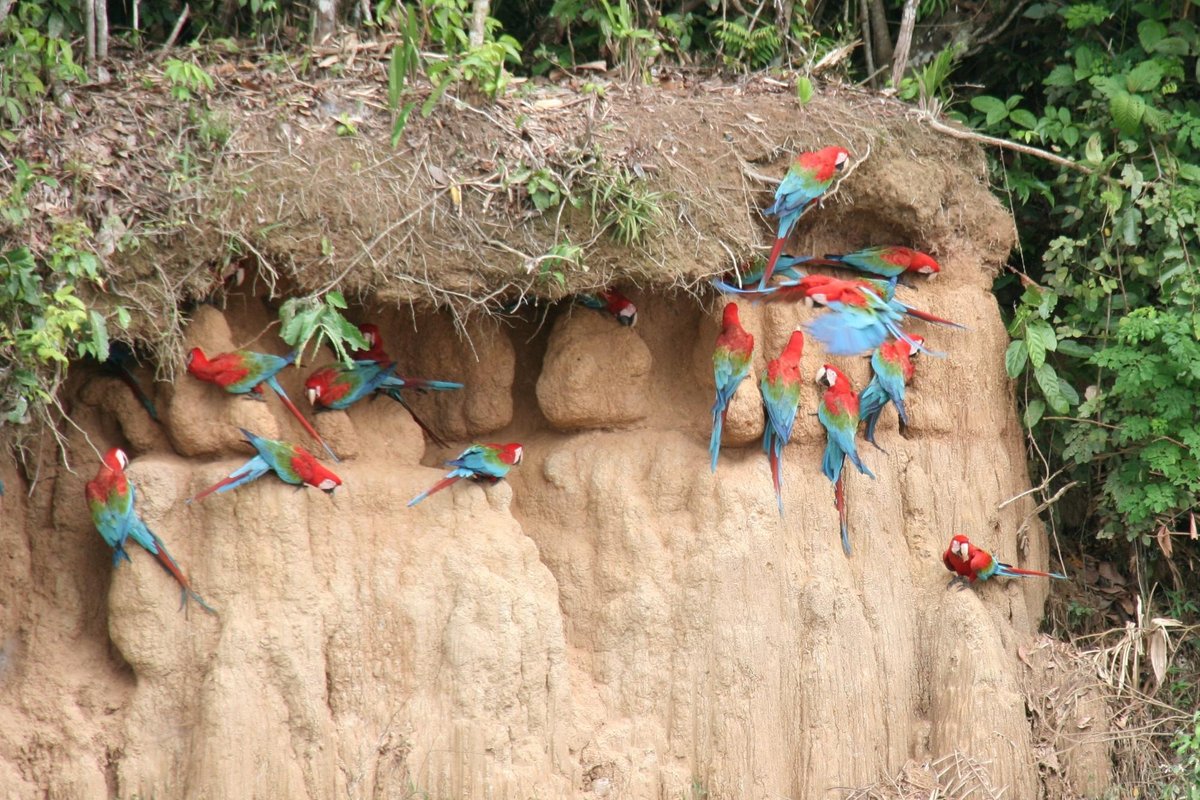 TAMBO BLANQUILLO - Updated 2024 Lodge Reviews (Manu, Peru)