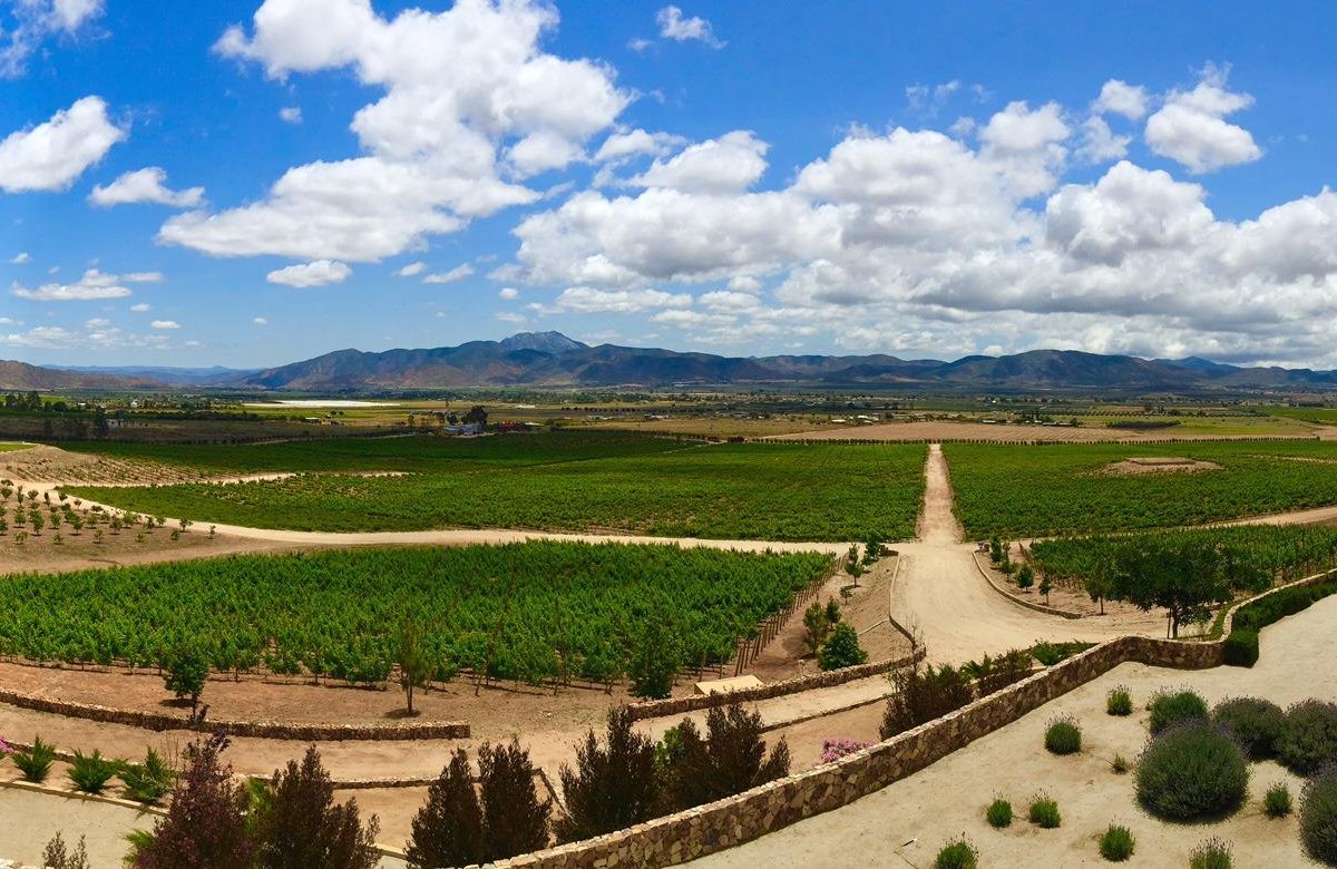 AlXimia - Baja Wine Country Guide