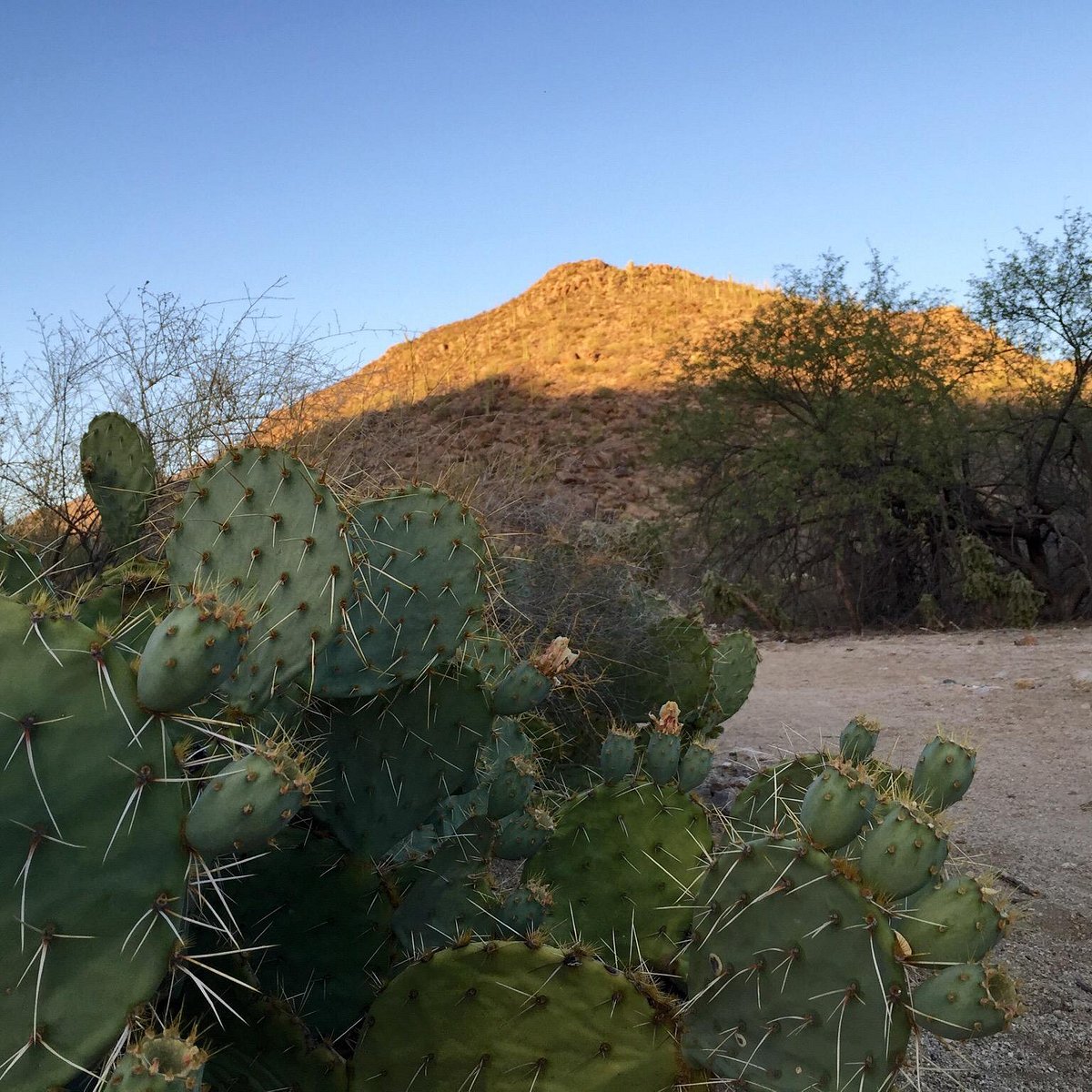 WILD BURRO TRAIL (Marana) - All You Need to Know BEFORE You Go
