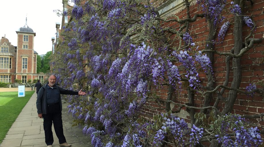Wisteria at Blickling Hall