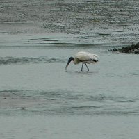 Birds and wildlife