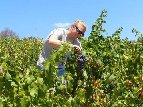 vineyard tours cyprus